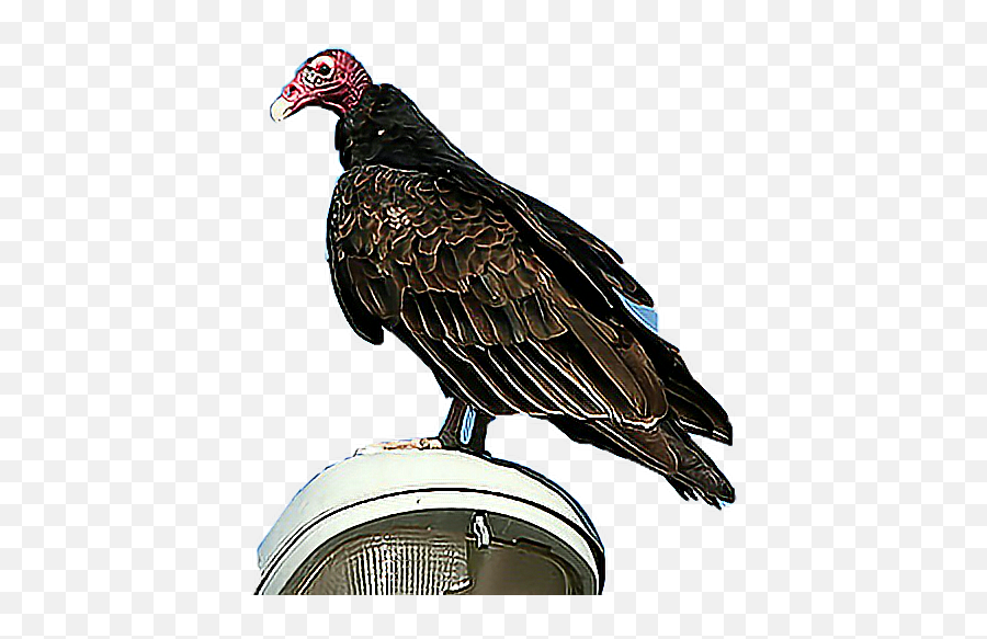 Turkey Animal Sticker By Rhowel - Turkey Vulture Emoji,Turkey Emoji