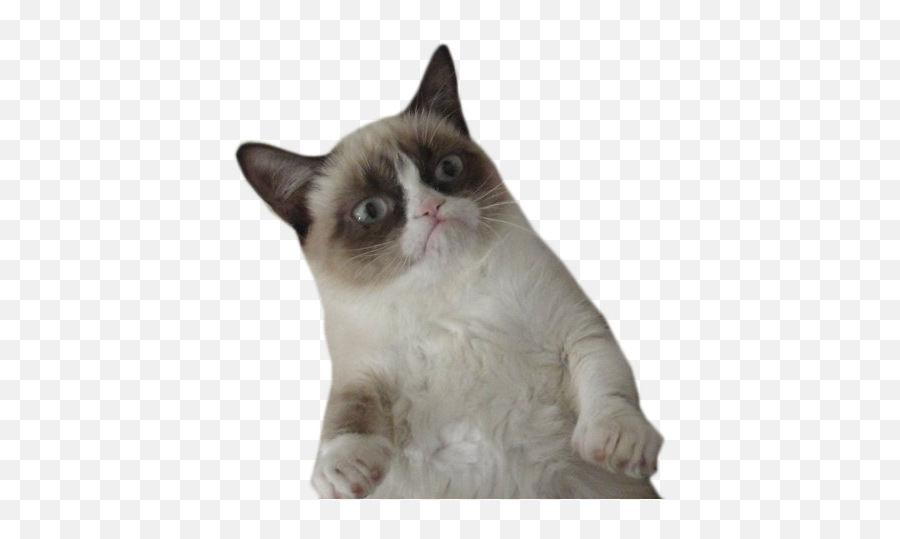 Grumpycat - Transparent Png Grumpy Cat Png Emoji,Grumpy Cat Emoji