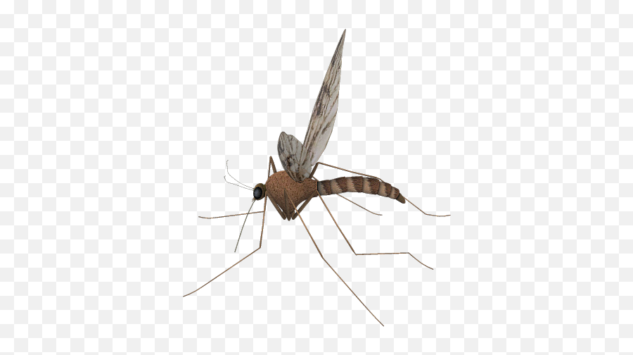 Mosquito 6841 - Mosquito Emoji,Mosquito Emoji
