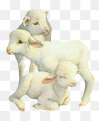 Largest Collection of Free - toEdit lambs Stickers PicsArt Soft Emoji