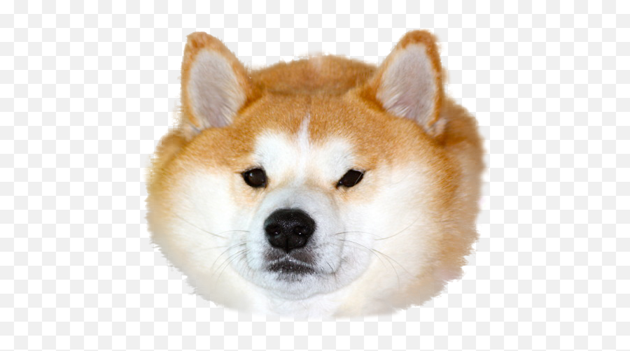 Avatan Plus - Shiba Inu Steam Profile Emoji,Doge Emoji