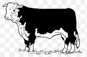 Angus Cattle Beef Cattle English - Beef Cow Clip Art Emoji,Cow Face Emoji