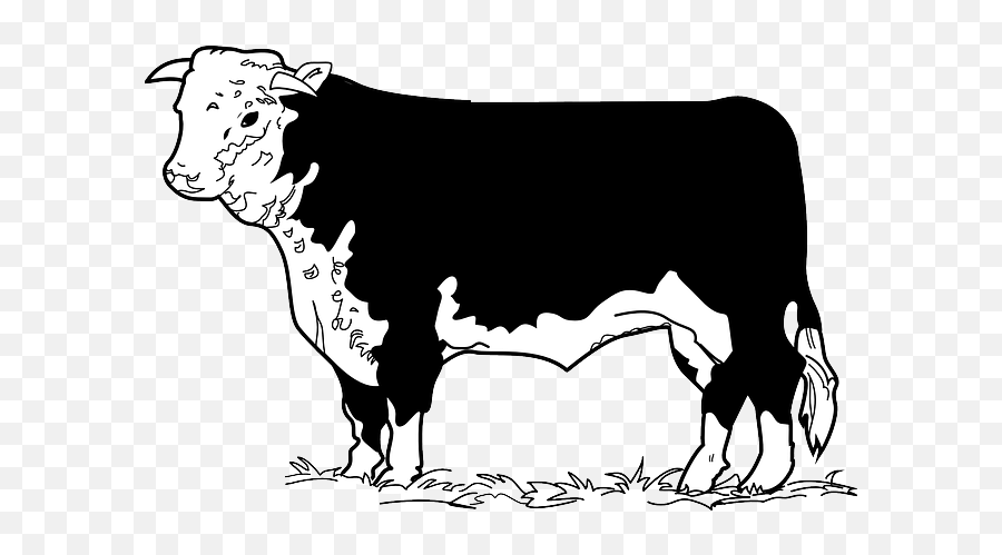 Angus Cattle Beef Cattle English - Beef Cow Clip Art Emoji,Cow Face Emoji