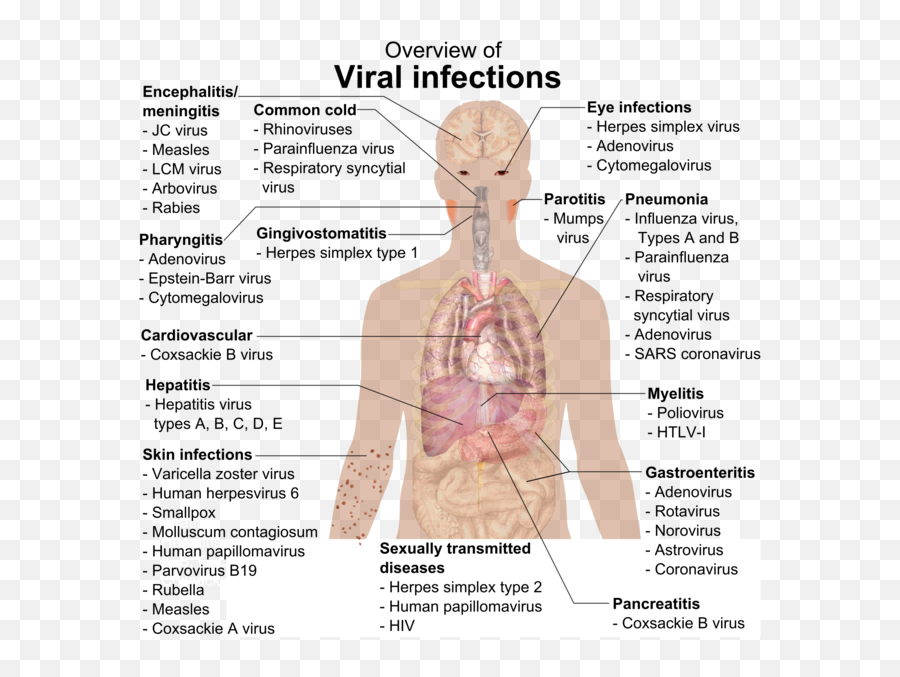 Viral Infections And Involved Species - Viral Infection Emoji,Blood Type B Emoji