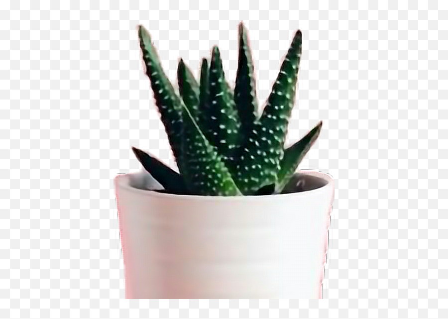 Flowers Cactus Plant Plants Pots Cactus - Flowerpot Emoji,Potted Plant Emoji