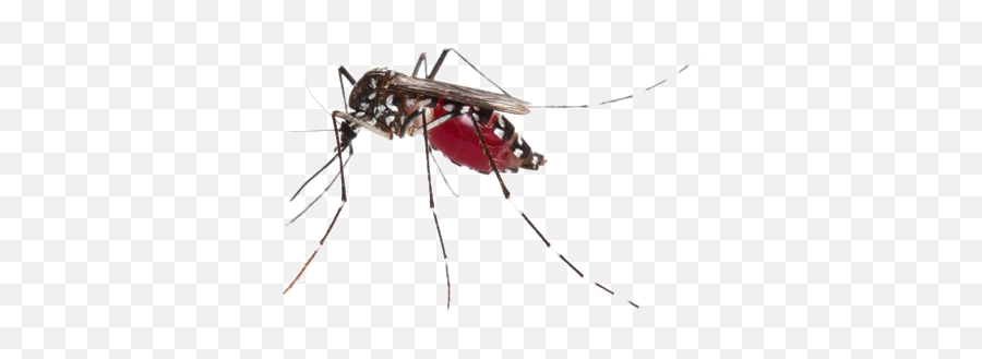 Mosquito Png Photos - Aedes Mosquito Png Emoji,Mosquito Emoji