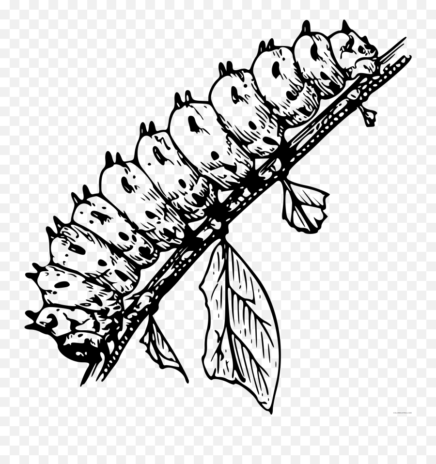 Black And White Caterpillar Coloring Pages Caterpillar3 Bpng - Larvae Black And White Emoji,Caterpillar Emoji