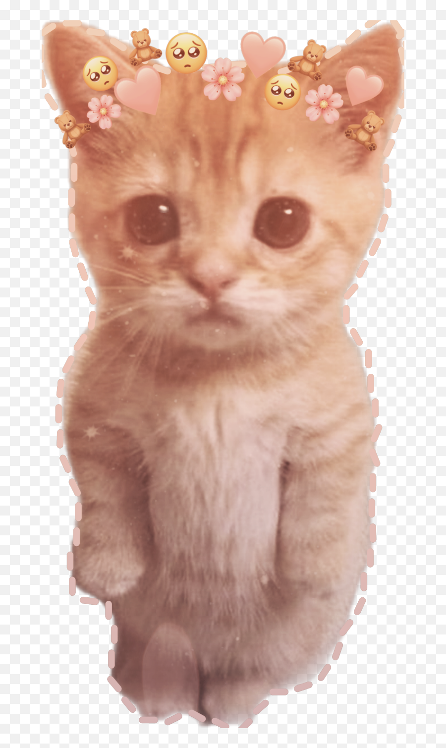 Aesthetic Kitten Cute Sticker - Scottish Fold Munchkin Persian Cat Emoji,Kitten Emoji