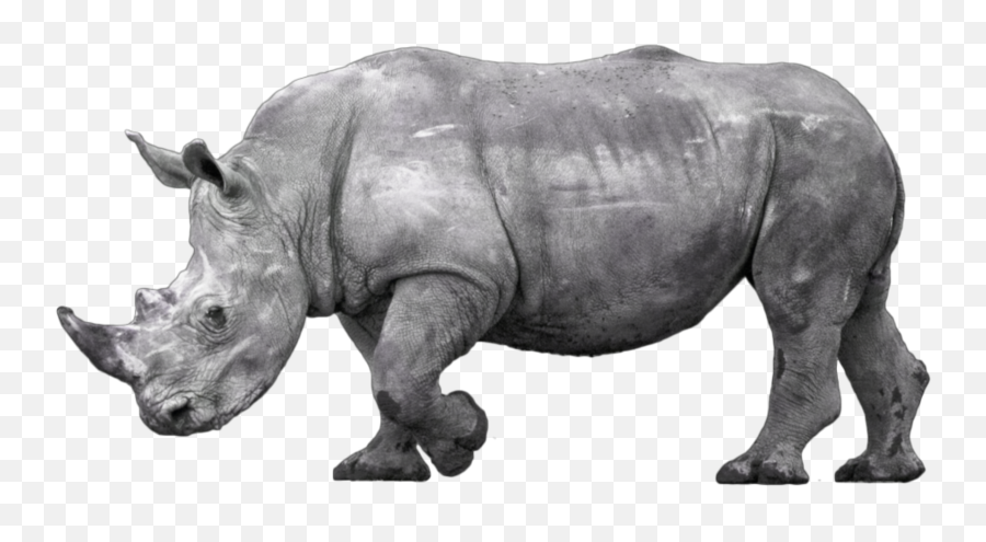 Rhino Rhinoceros - Black Rhinoceros Emoji,Rhino Emoji