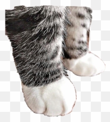 Cute Catpaws Cat Paws Freetoedit - Cat Feet Cute Emoji,Cat Boot Emoji
