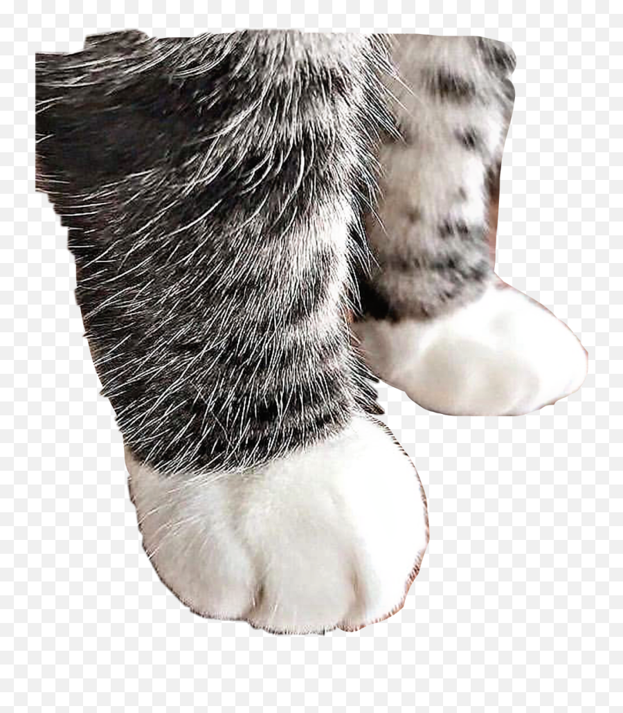 Cute Catpaws Cat Paws Freetoedit - Cat Feet Cute Emoji,Cat Boot Emoji
