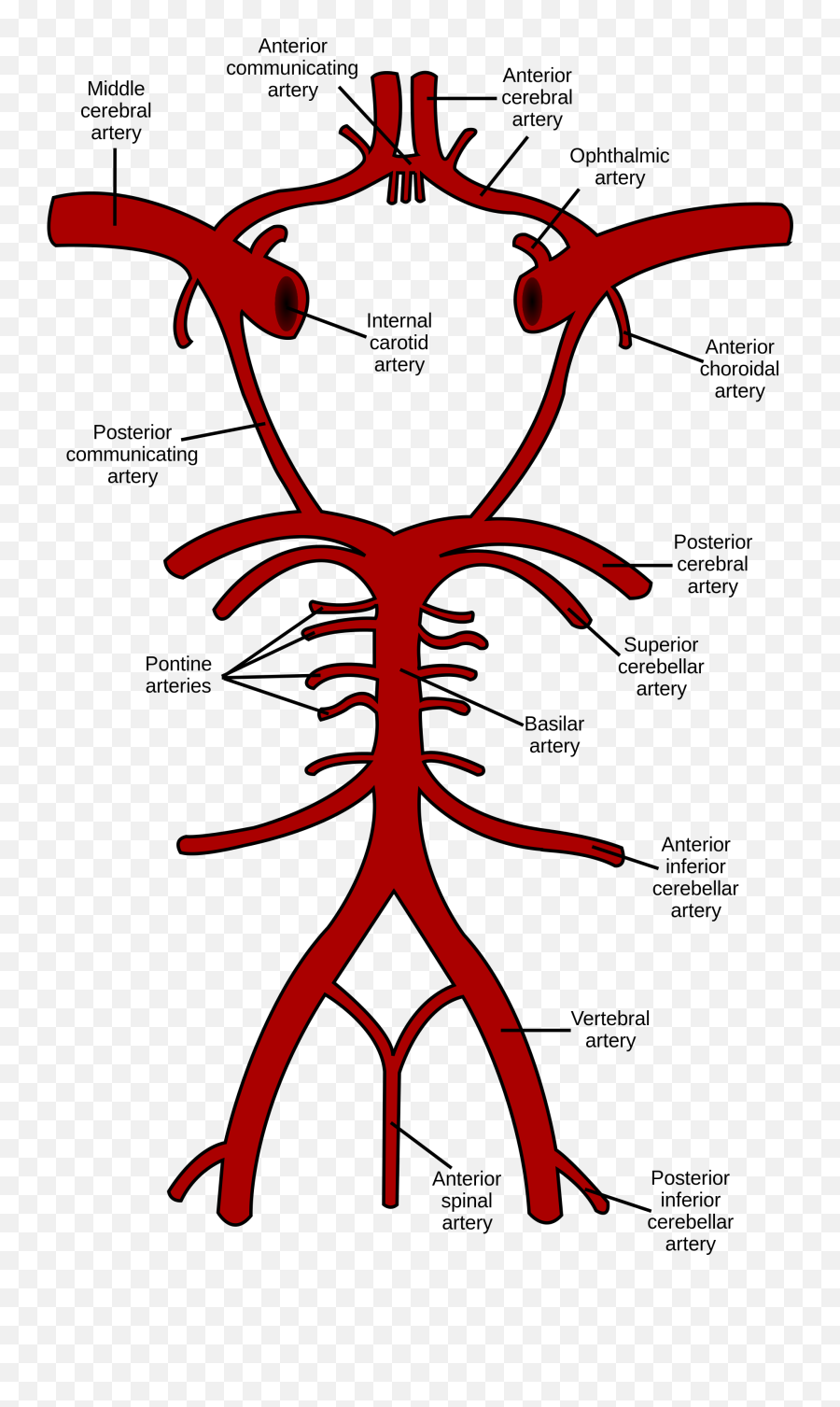 Basilar Artery - Circle Of Willis Emoji,Blood Type B Emoji