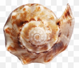 Download - Shell Png Emoji,Conch Shell Emoji