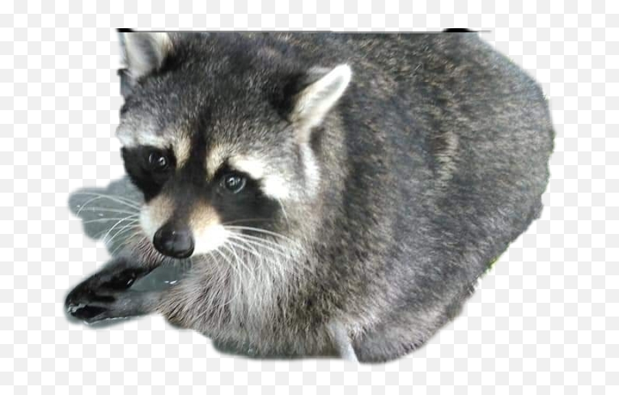 Trending Raccoons Stickers - Procyon Emoji,Raccoon Emoji