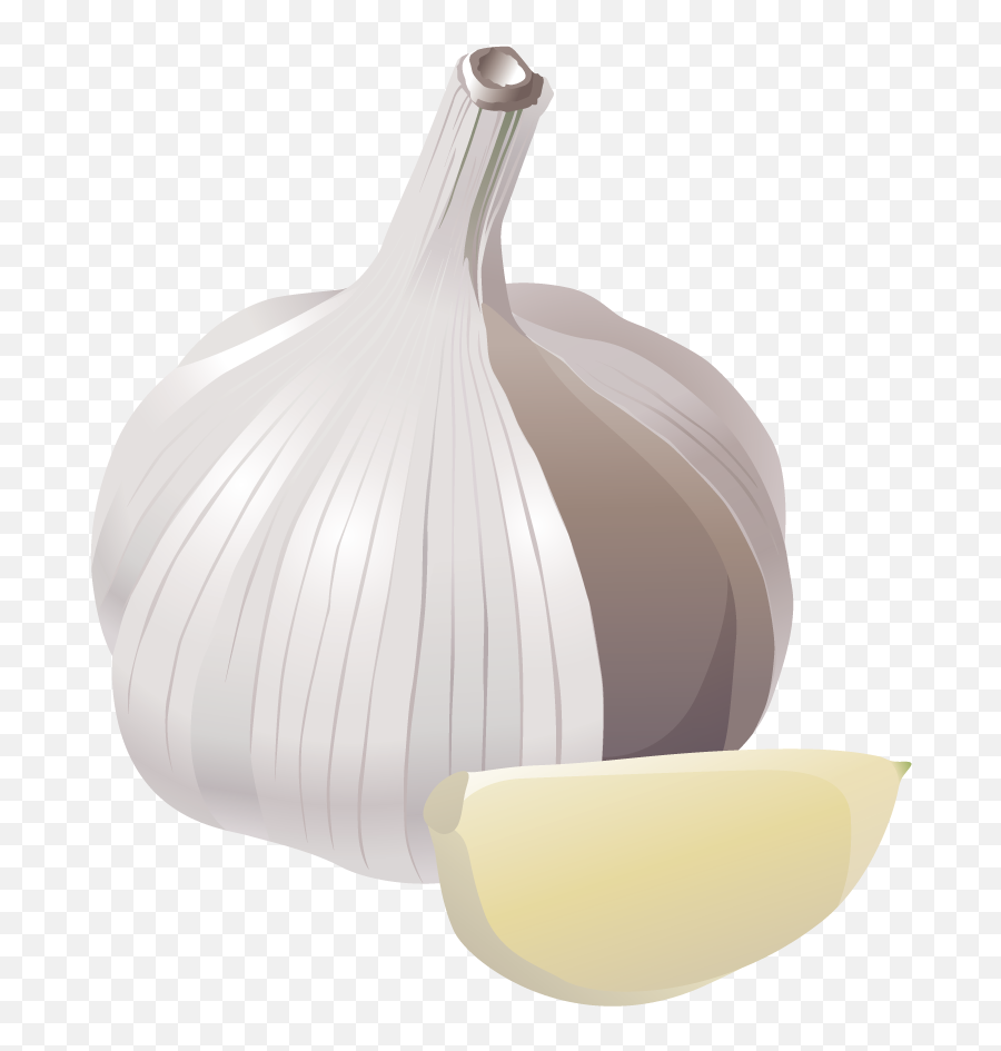 Garlic Clipart - Garlic Illustration Png Emoji,Garlic Emoji