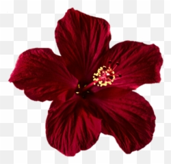 Clipart Png And Vectors For Free Download - Dlpngcom Transparent Red Hibiscus Png Emoji,Hawaiian Flower Emoji