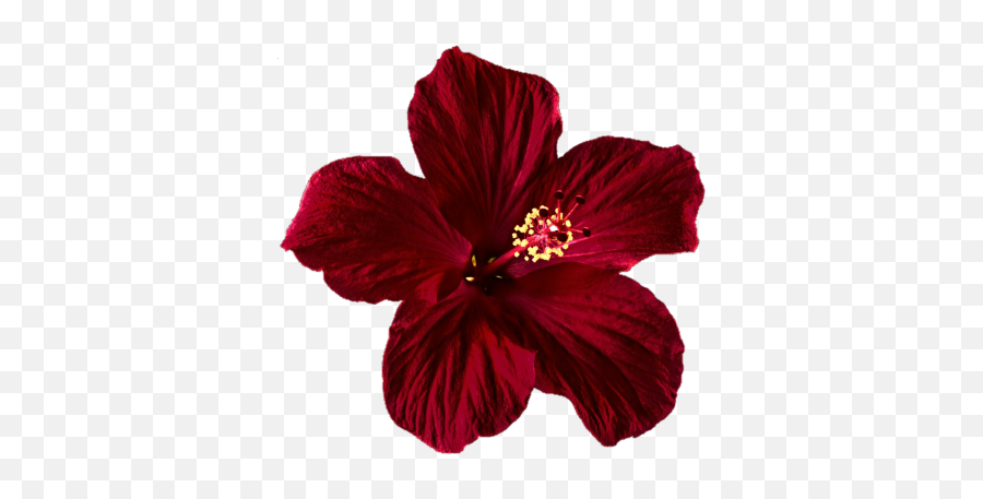 Clipart Png And Vectors For Free Download - Dlpngcom Transparent Red Hibiscus Png Emoji,Hawaiian Flower Emoji
