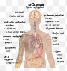 Symptoms Of Ebola - Difference Between Lungs And Heart Emoji
