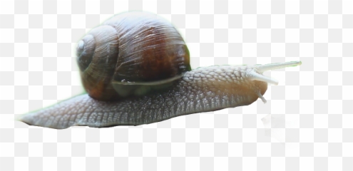 Snail Emoji Icon Caracol Icon - Lymnaeidae,Snail Emoji