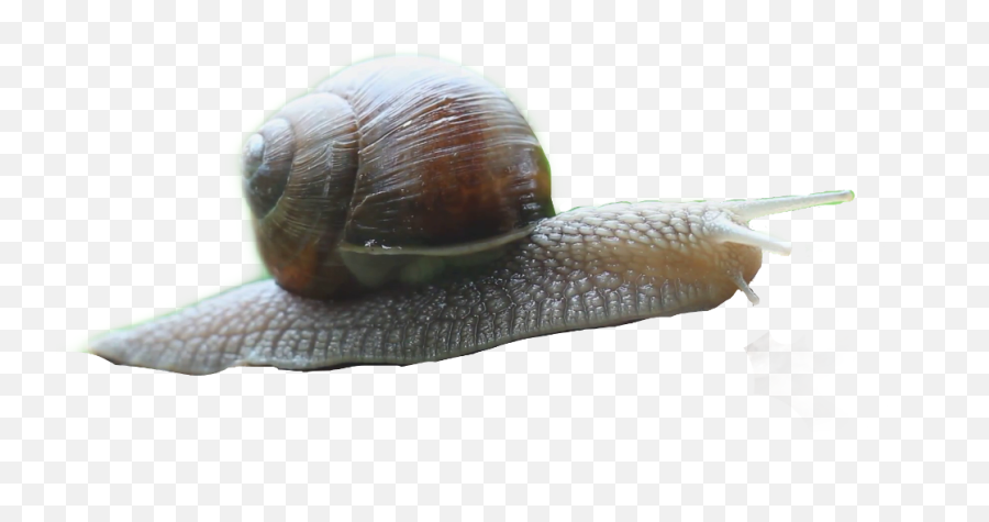 Snail Emoji Icon Caracol Icon - Lymnaeidae,Snail Emoji