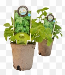 Homestead Gardens Carries Line Of Chesapeake Harvest - Brand Flowerpot Emoji,Pot Leaf Emoticon