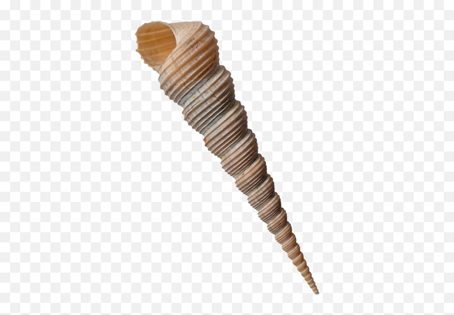 Auger Shell Transparent Png Image - Freepngdesigncom Solid Emoji,Seashell Emoji