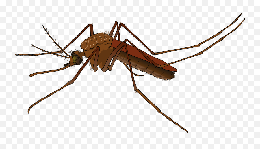 Mosquito Clipart Free Download Transparent Png Creazilla - Mosquito Png Emoji,Cockroach Emoji