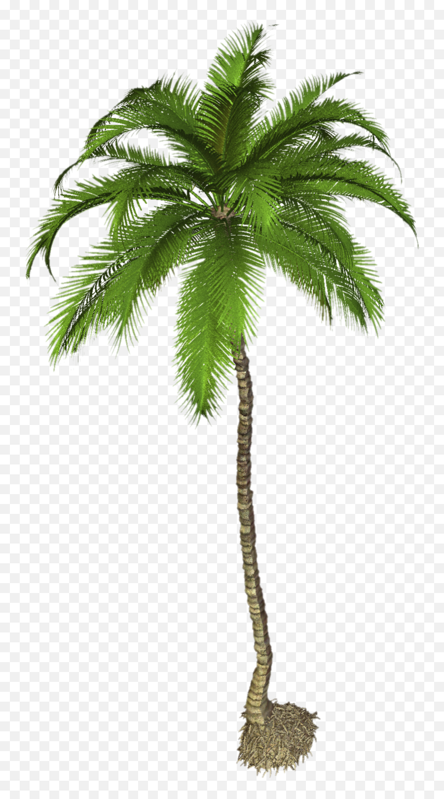 Download Free Png Free Icons Pngpalm Tree Png - Dlpngcom Tropical Palm Tree Png Emoji,Palm Tree Emoji