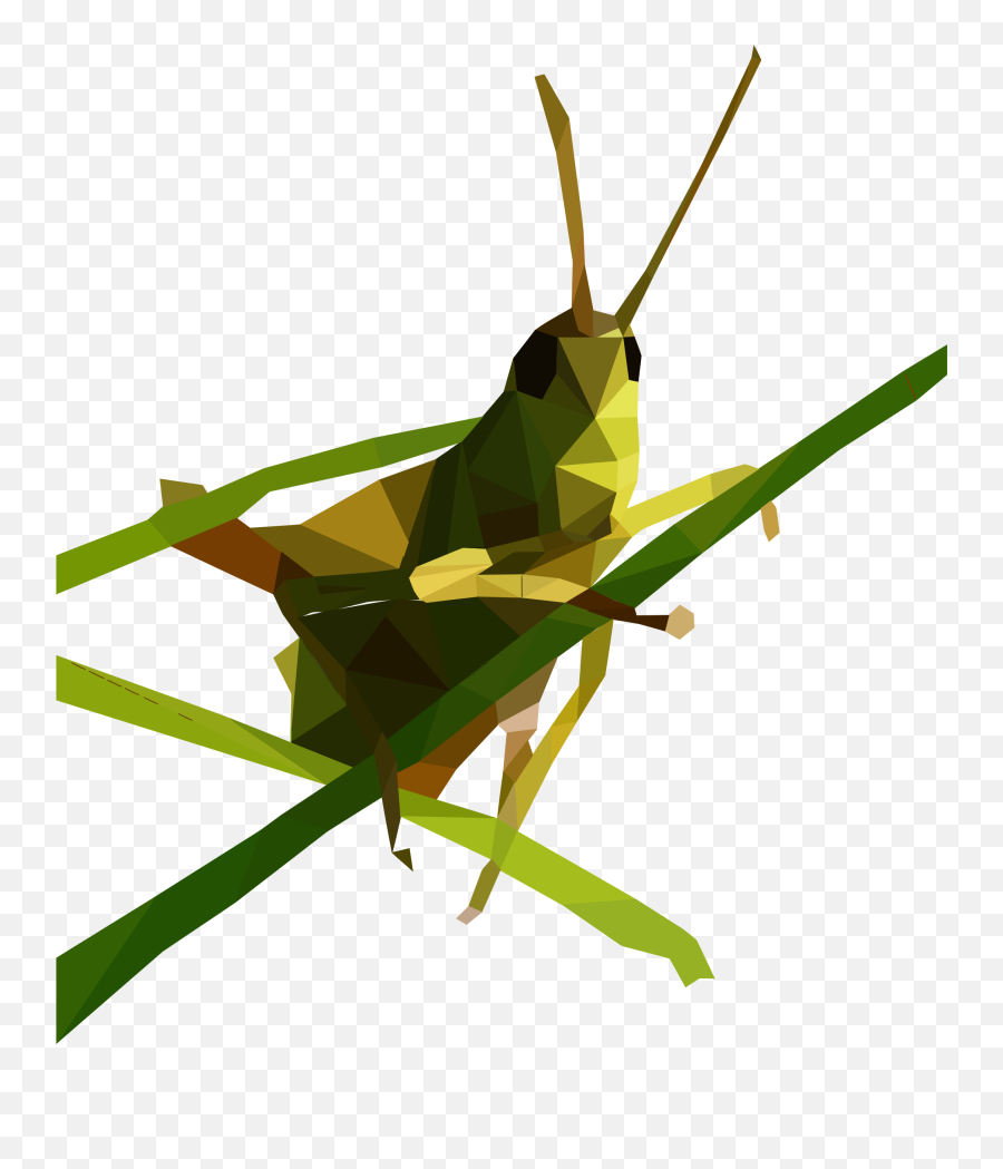 Cricket Clipart Nymph Grasshopper - Heuschrecke Png Emoji,Cricket Emoji