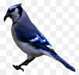 Blue Jay Clipart - Phasianidae Emoji,Blue Jays Emoji - free transparent ...