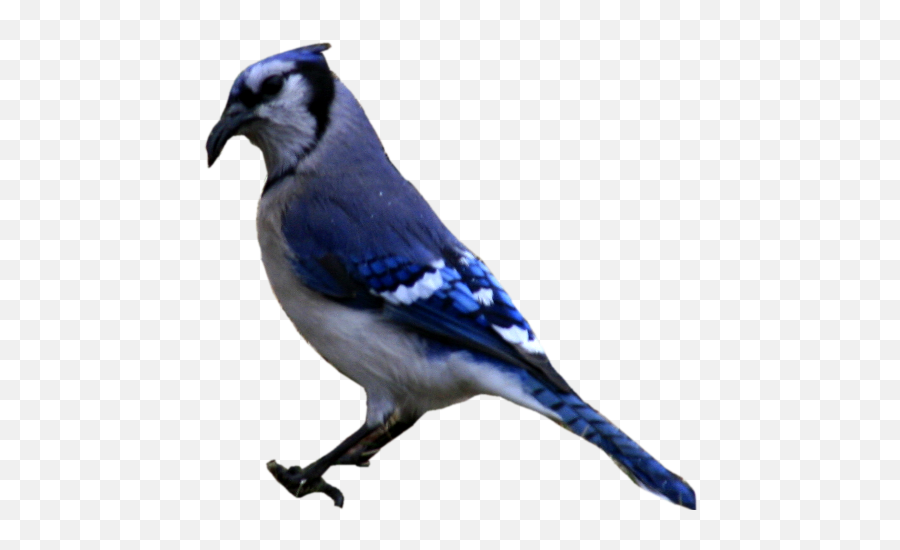 Blue Jay Png Graphic Free Download - Blue J Bird Png Emoji,Blue Jays Emoji