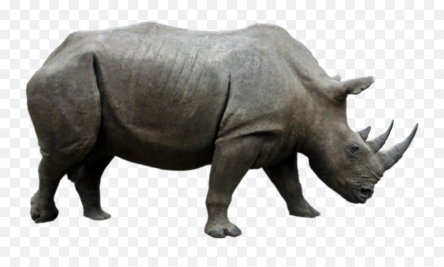 Rhino Rhinos Rhinoceros Animals Animal Safari Africa - Wild Animals Name In  Sanskrit Emoji,Rhino Emoji - free transparent emoji 