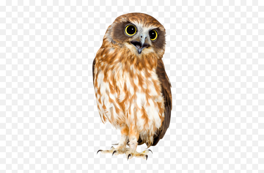 Barn Owl Png Official Psds - Owl Png Emoji,Emoji Owl