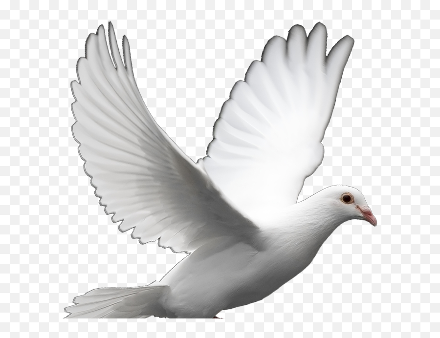 White Dove Peace Png - Doves Clipart Emoji,Dove Emoji Png