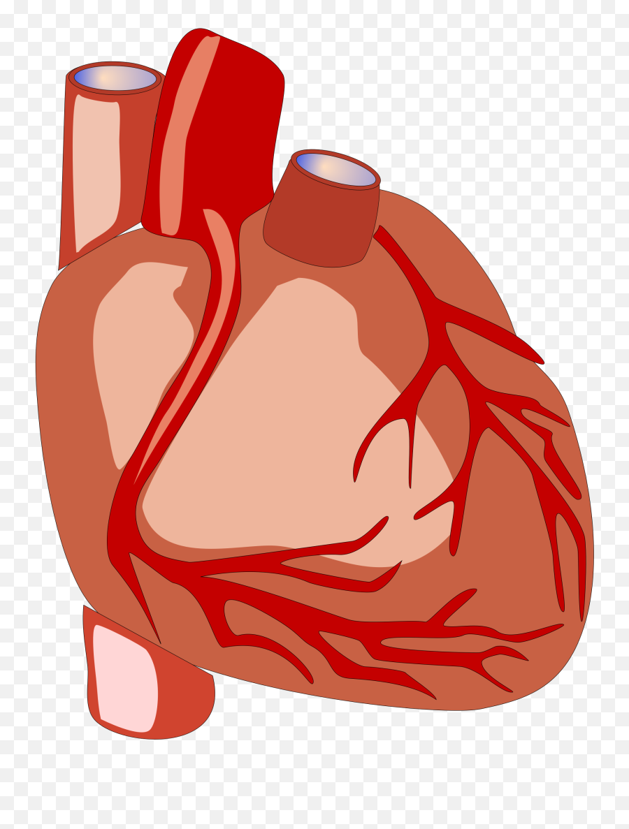 Human Heart Vector File Image - Human Heart Clipart Transparent Emoji,Emoji Outfit For Men