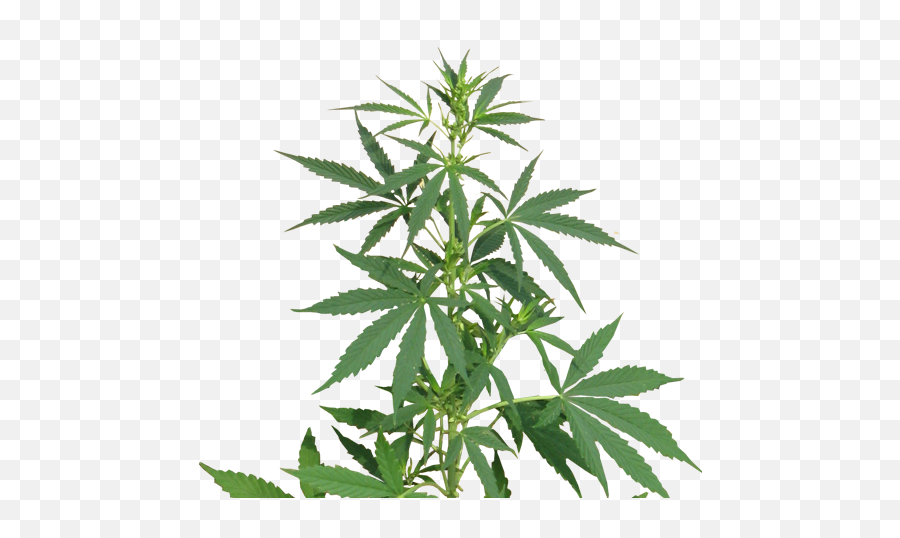 Weed Plant Transparent Png Clipart - Weed Plant Transparent Background Emoji,Marijuana Leaf Emoji