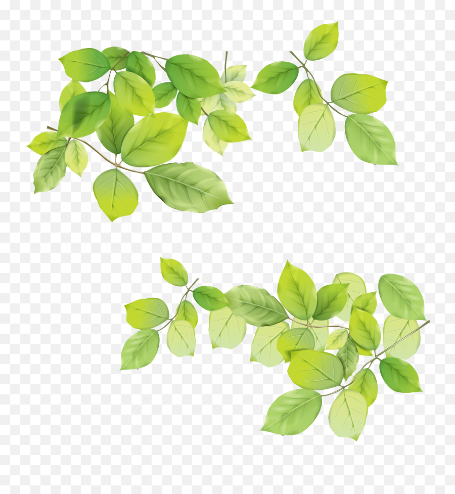 Download Green Leaf Png Hq Png Image - Transparent Background Leaves Png Emoji,Green Leaf Emoji