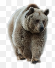 Png bear Picture 1808601 png - Bear Animals Emoji