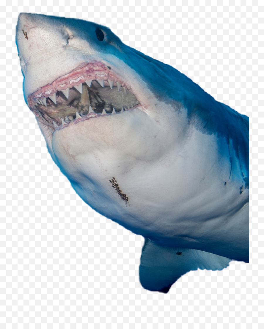 Popular And Trending Extremo Stickers On Picsart - Weißer Hai Hai Ausmalbild Emoji,Shark Emoji Iphone