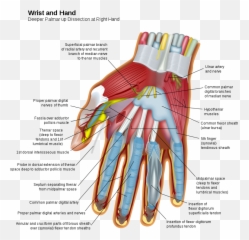 Hand Deeper Palmar Dissection - Wrist And Emoji