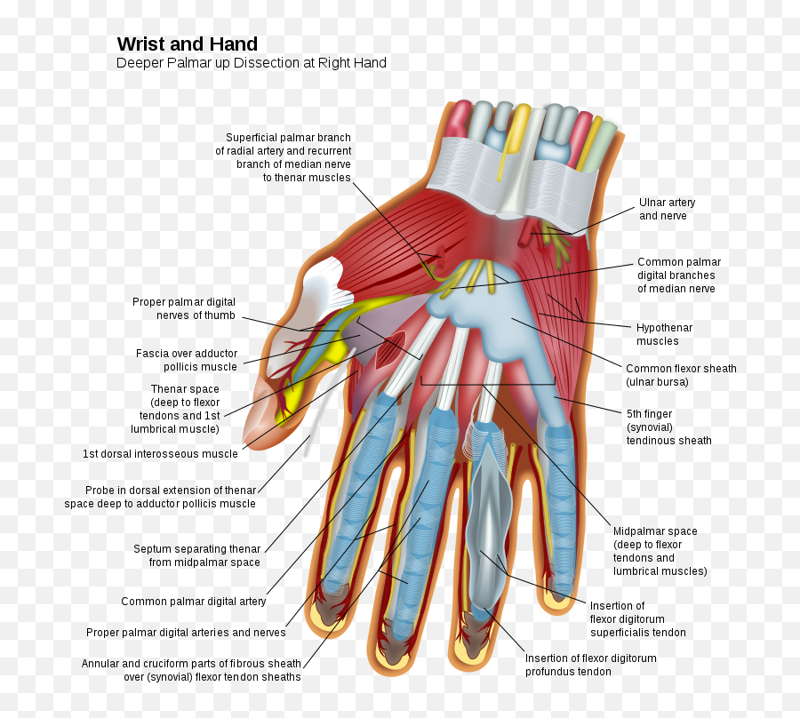Hand Deeper Palmar Dissection - Wrist And Hand Deeper Palmar Dissection Emoji,Two Fingers Emoji