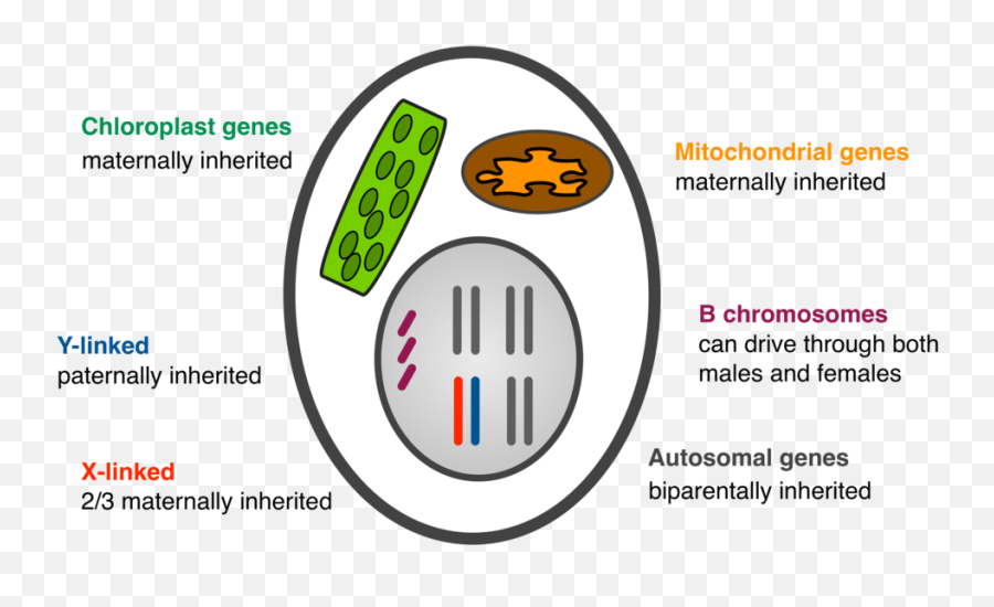 Cell With Transmission Patterns - Circle Emoji,Evolution Of Emojis