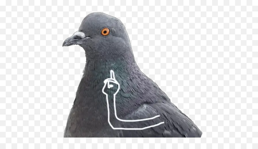Dove With Hands Stickers For Whatsapp - Pigeon Meme Emoji,Dove Emoji