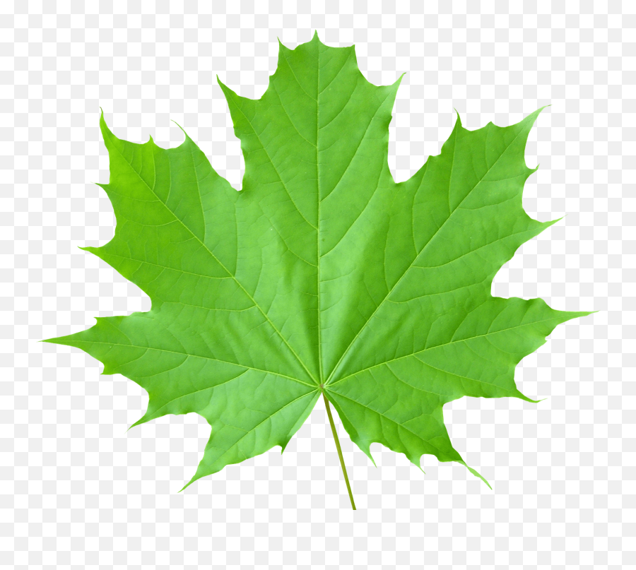 Green Leaves Png File - Green Autumn Leaves Png Emoji,Green Leaf Emoji