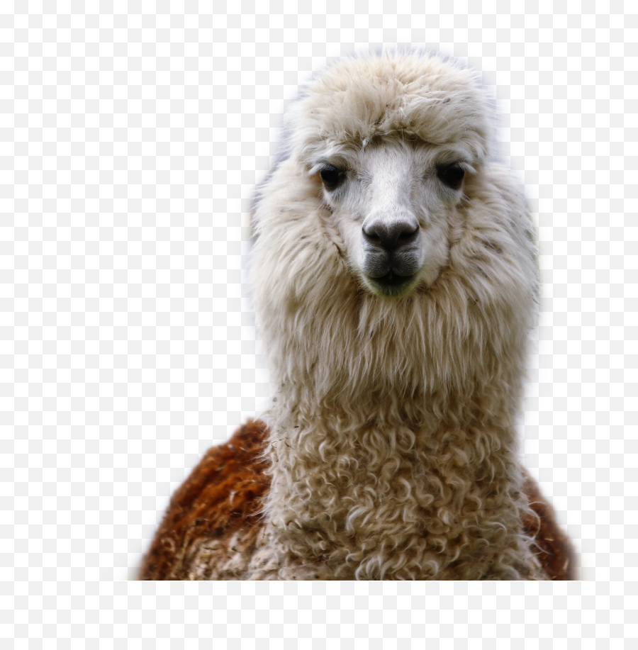 Llama Alpaca Dramallama Freetoedit - Best Llama Emoji,Alpaca Emoji