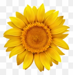 Sun Flower Png Transparent - Transparent Background Sunflower Clipart Emoji,Sun Flower Emoji