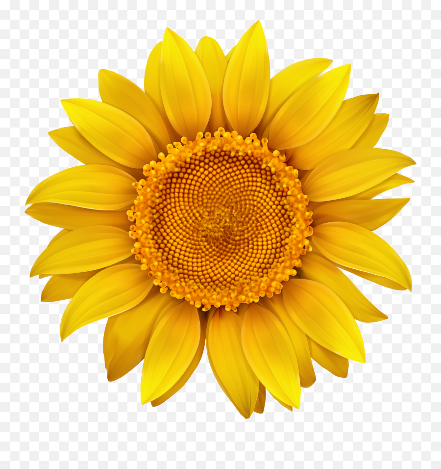 Sun Flower Png Transparent - Transparent Background Sunflower Clipart Emoji,Sun Flower Emoji