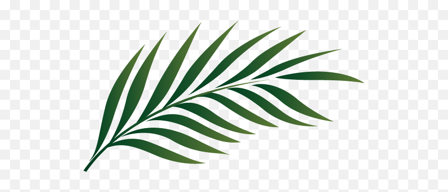 Download Palm Tree Leaf Clipart 19 1 - Palm Tree Leaf Palm Leaf Clip Art Emoji,Leaf Emoji Png