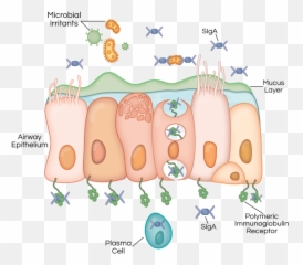 Cigarette Smoke Can Reprogram Cells In - Vertical Emoji