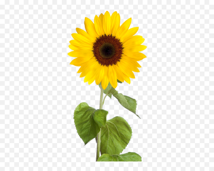 Free Png Images - Sunflower Clipart Transparent Background Emoji,Sunflower Emoji Transparent